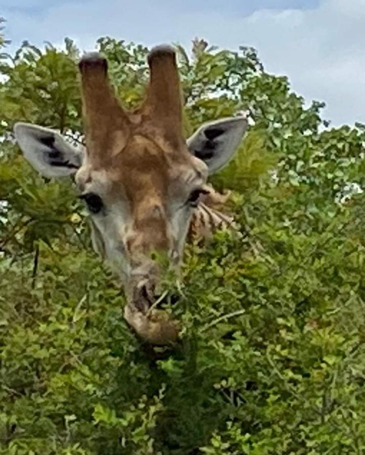 Overnight Stop Before Kruger National Park بهالابوروا المظهر الخارجي الصورة