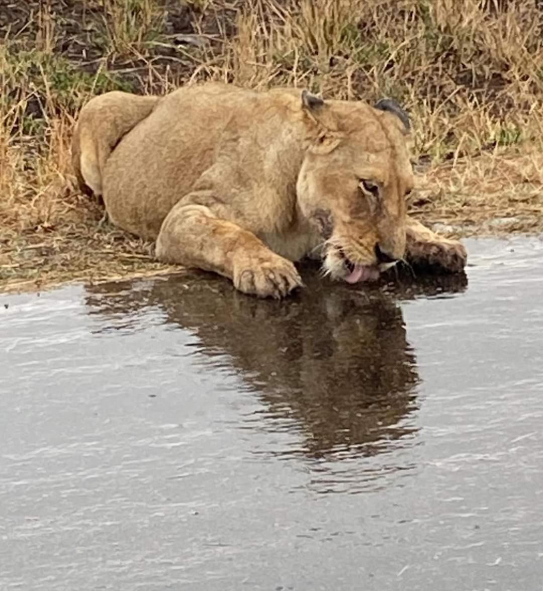Overnight Stop Before Kruger National Park بهالابوروا المظهر الخارجي الصورة