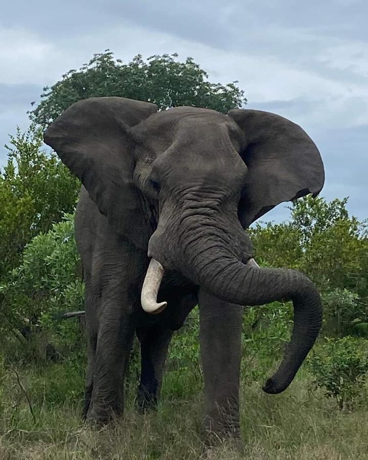 Overnight Stop Before Kruger National Park بهالابوروا المظهر الخارجي الصورة