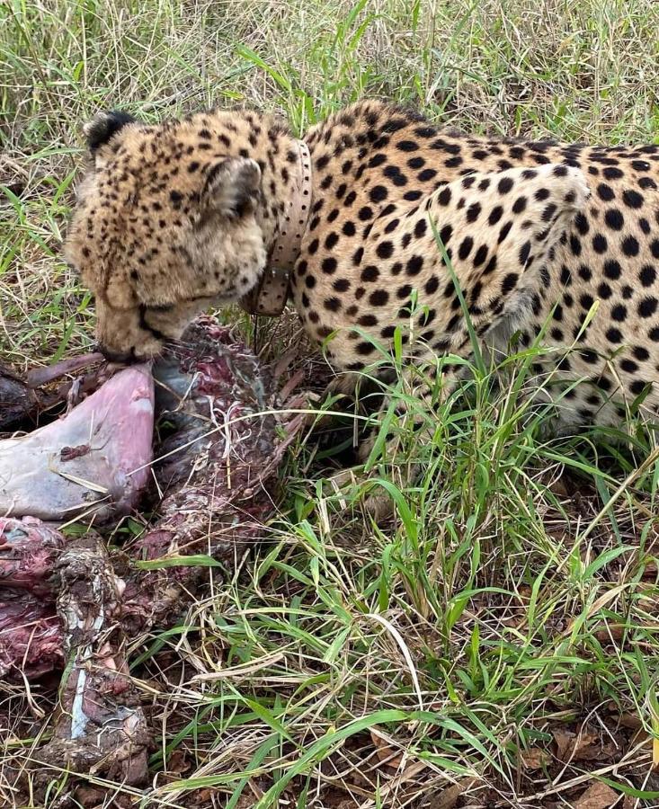 Overnight Stop Before Kruger National Park بهالابوروا المظهر الخارجي الصورة